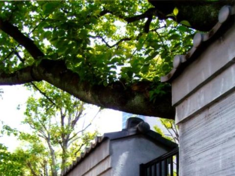 No.9 A quiet wall that transverses eras – Kamezuka Park