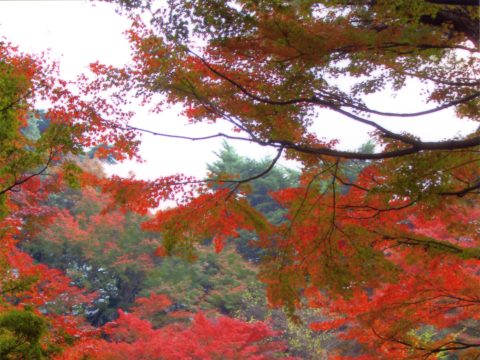 No.12 Late autumn garden – Takanawa Park