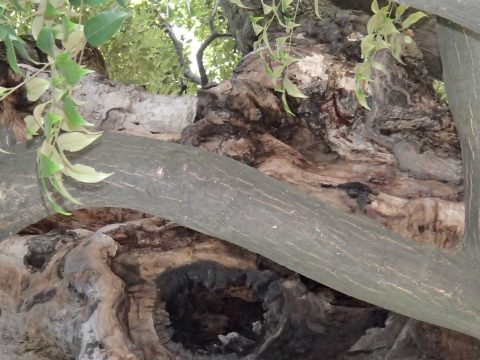 No.38 Old beech tree