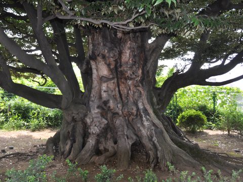 No.44 Giant beech tree