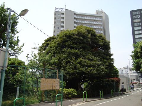 No.45 Modern building behind a beech tree