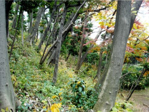 No.59 Takanawa Mori No Park's greenery