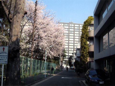 No.67 Takamatsu Junior High School's cherry trees