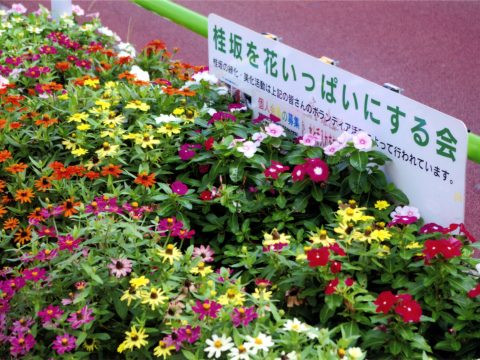 No.84 Katsurazaka full of flowers