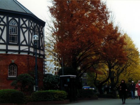 No.86 The fiery colors of Ginkgo Avenue – Meijigakuin
