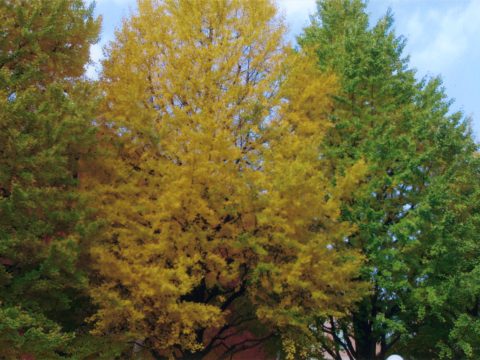 No.87 Autumn has arrived