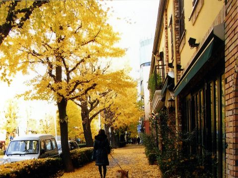 No.98 A rug of Gingko leaves – Platinum Street