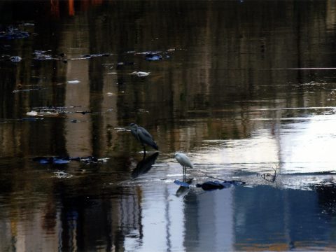 No.99 A clear Furukawa River