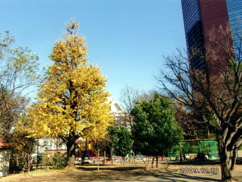 No.101 Kamezuka in early winter (2)
