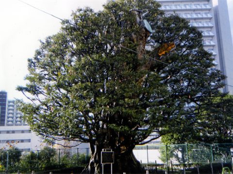 No.103 Large tree at the former Hosokawa Residence