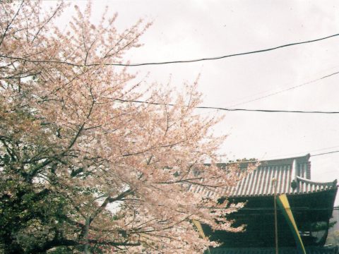 No.109 A beautiful afternoon – Sengaku-ji