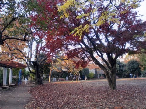 No.110 Illuminated by the morning sun