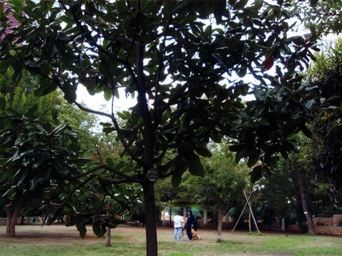 No.112 A park with "My Trees": Kamezuka Park