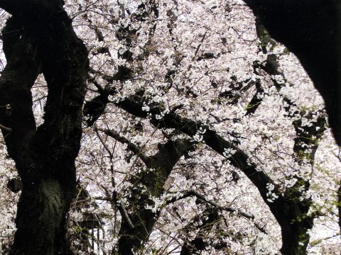 No.114 Raijin-yama Children's Playground