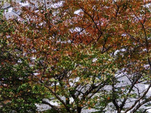 No.119 Benchmark cherry blossom tree – Grand Prince Hotel Takanawa