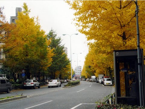 No.126 The roadside trees also demonstrate the proverb "10 people, 10 colors" – Platinum Street
