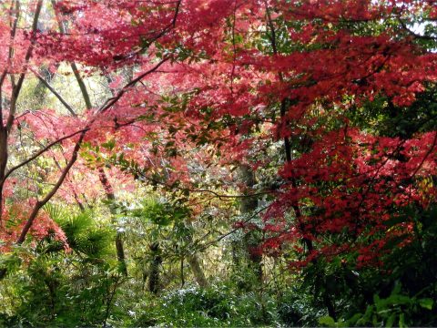 No.130 Metropolitan oasis