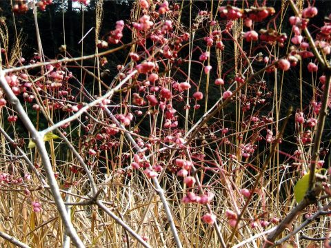 No.132 When it becomes fruit