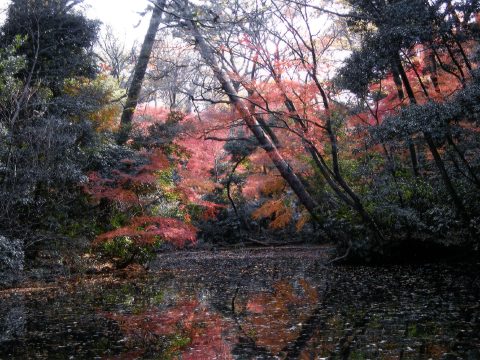 No.133 Waterside colors       The Institute for Nature Study