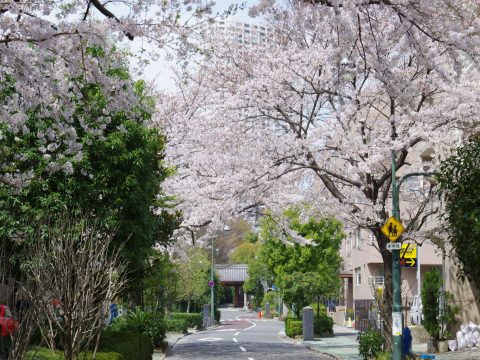 No.143 Cherry trees in front of Tozen-ji's main gate