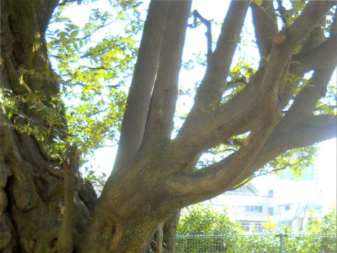 No.149 The energy of a 300-year old tree