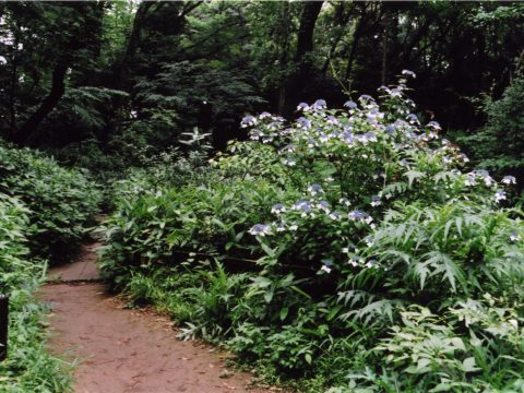 No.151 Early summer breeze – The Institute for Nature Study