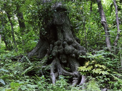 No.156 Big trees, old trees – Takanawa Mori no Park