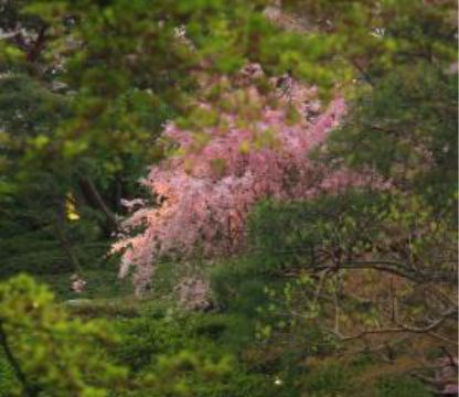 No.185 Cherry blossoms at twilight