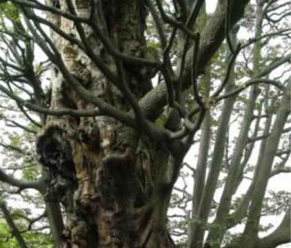 No.215 Former Hosokawa residence beech tree