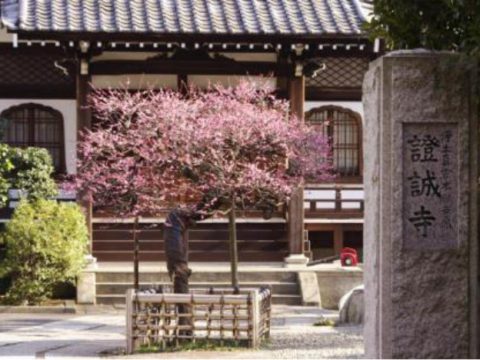 No.222 Shojoji's red-blossomed plum tree