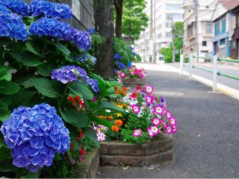 No.231 Katsurazaka's hydrangeas