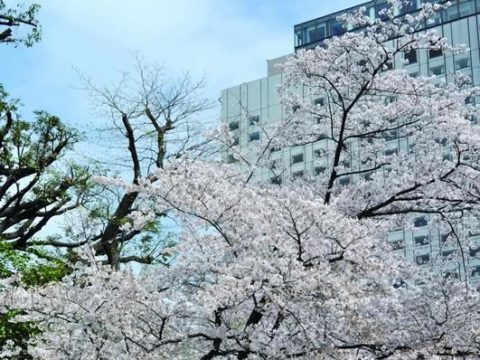 No.374 Cherry blossoms at the National Consumer Affairs Center of Japan