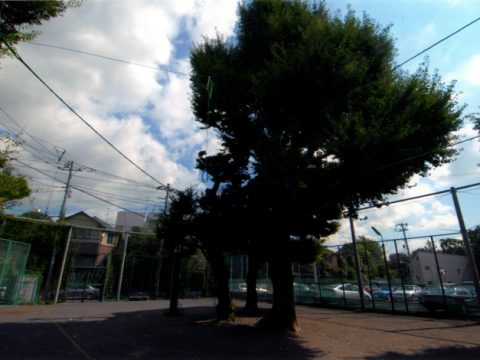 No.377 Large trees stand guard over children