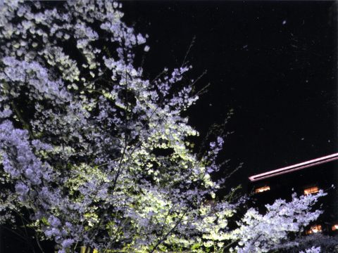 No.395 Happo-en's cherry blossoms at night