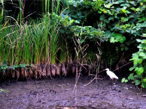 No.397 Inhabited by white egrets