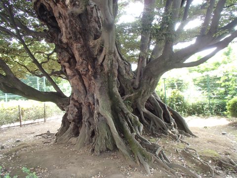 No.414 The former Hosokawa residence's beech tree