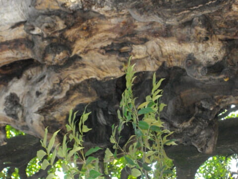 No.791 A majestic giant tree