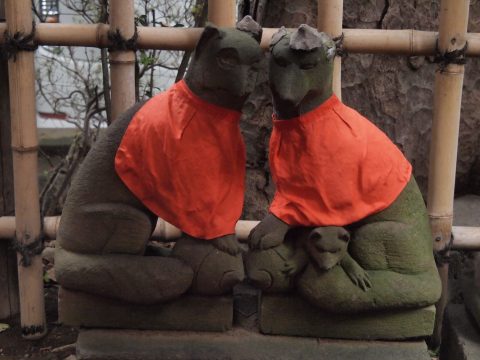 No.899 Fox wearing a red bib