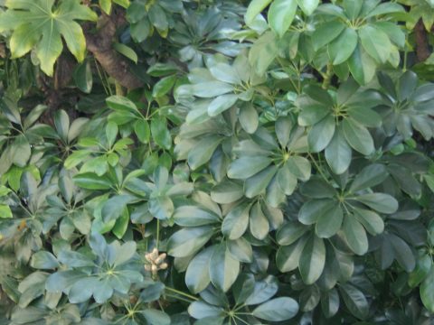 No.1001 Lush leaves (2)