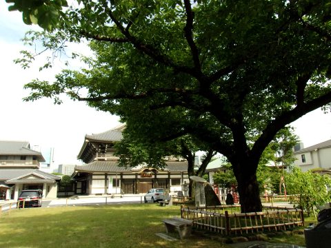 No.1084 Beautiful grove