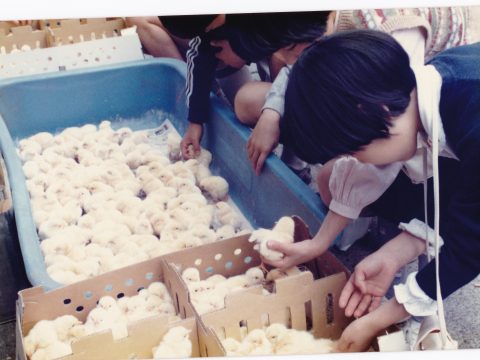 No.1104 Chick Seller