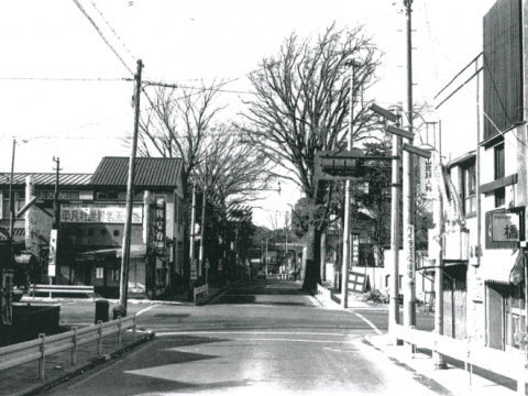 No.1156 The Ginkgo Tree at Meiji Gakuin-mae That Still Remains Today