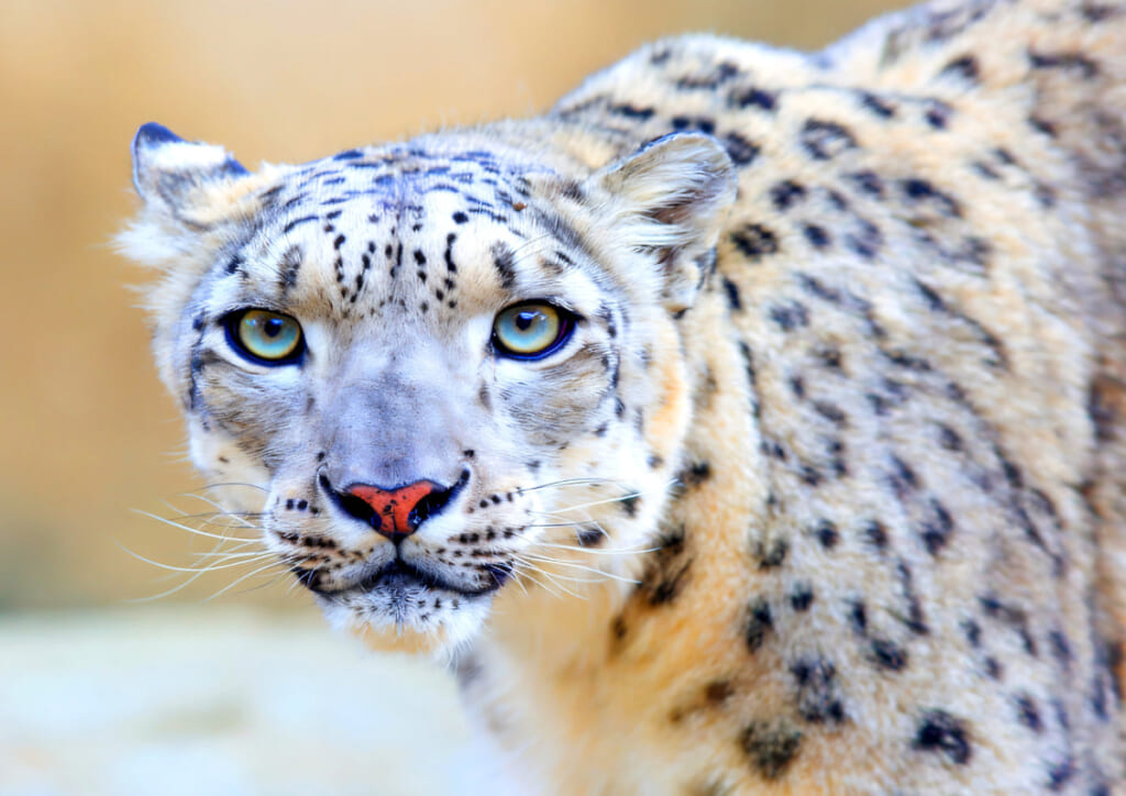 Snow leopard