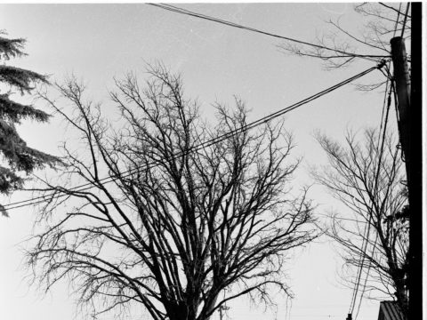 No.1166 Ginkgo Tree in Front of Meiji Gakuin