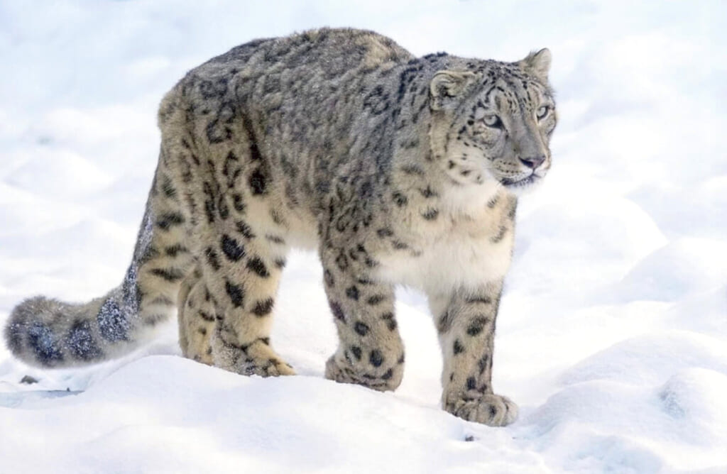 キルギスのシンボル ユキヒョウ